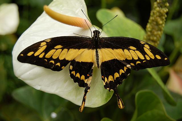 dierentuin emmen_0794